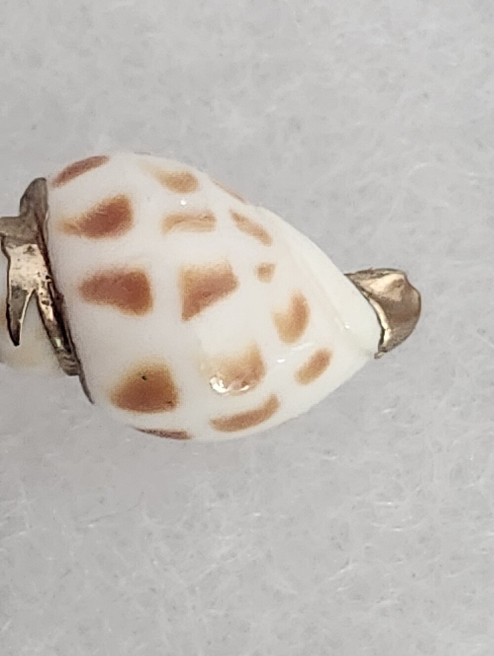Seashell Pendant Brown & White With Gold Tone Trim & Bail - Picture 8 of 11